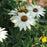 Coneflower, PowWow® White Echinacea