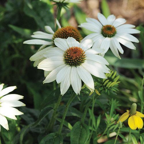 Coneflower, PowWow® White Echinacea
