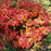 Fothergilla, Mountain Witch-Alder, Tall Fothergilla