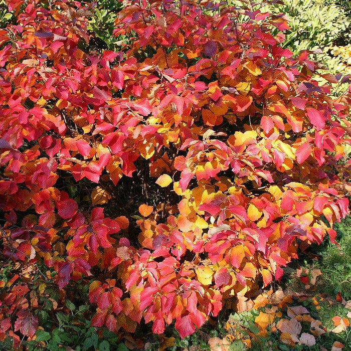 Fothergilla, Mountain Witch-Alder, Tall Fothergilla