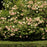 Viburnum, Snowball Viburnum