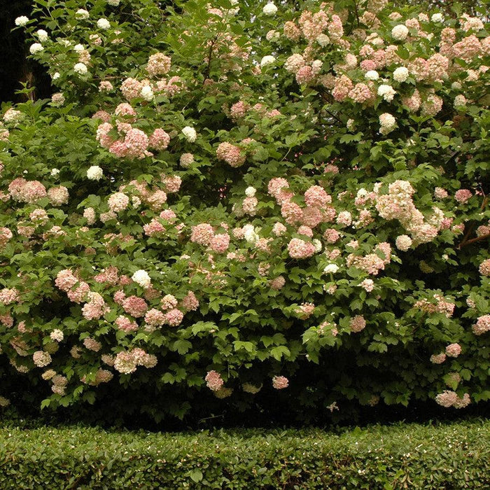 Viburnum, Snowball Viburnum