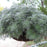 Silver Mound, Wormwood, Ghost Plant