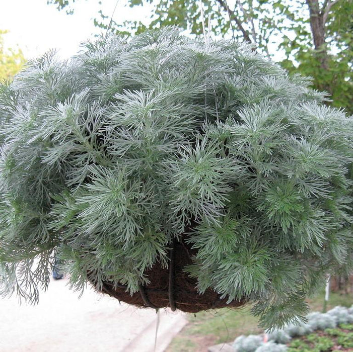 Silver Mound, Wormwood, Ghost Plant