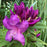 Rhododendron, Purple Passion Rhododendron
