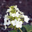 Hydrangea, Pee Wee Oakleaf Hydrangea