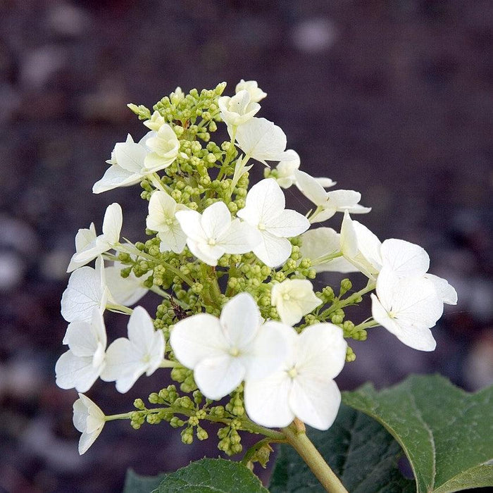 Hydrangea, Pee Wee Oakleaf Hydrangea