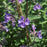 Catmint, Walker's Low Catmint