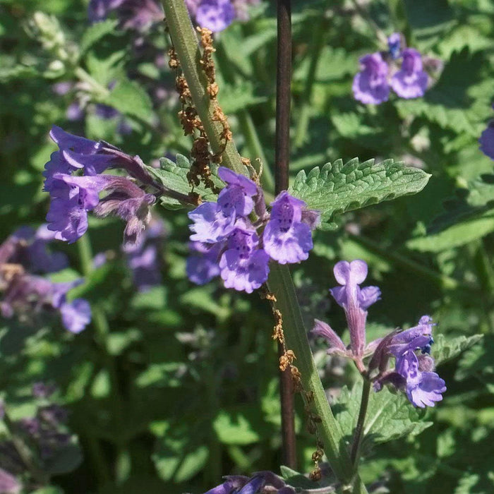 Catmint, Walker's Low Catmint