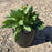 Tickseed, Solanna™ Golden Sphere Tickseed