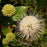 Buttonbush, First Editions® Fiber Optics
