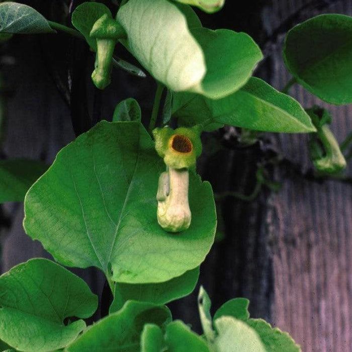 Dutchman's Pipe