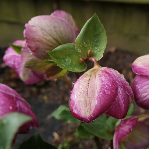 Hellebore, Frostkiss® Glenda's Gloss® Hellebore