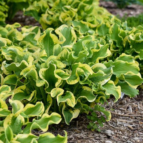 Hosta, PW® Shadowland® Wheee! Hosta