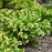 Hosta, PW® Shadowland® Wheee! Hosta