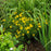 Tickseed, Zagreb Threadleaf Tickseed