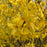 Forsythia, Lynwood Gold Forsythia
