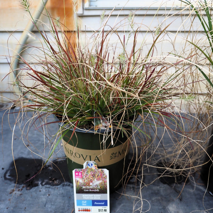 Grass, Burgundy Bunny Fountain Grass