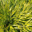 Grass, All Gold Japanese Forest Grass, Hakone Grass