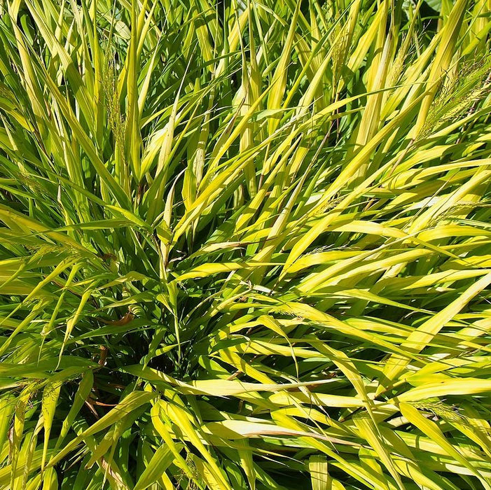 Grass, All Gold Japanese Forest Grass, Hakone Grass