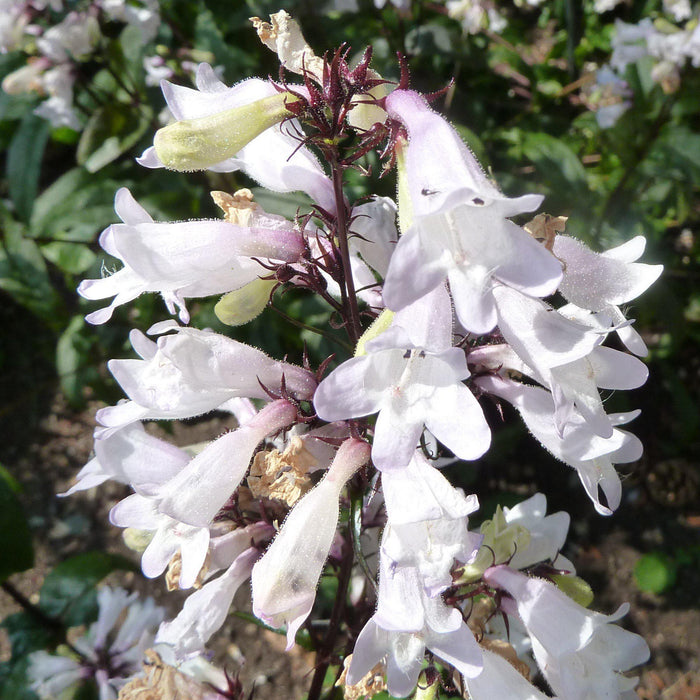 Beardtongue, Husker Red Beardtongue