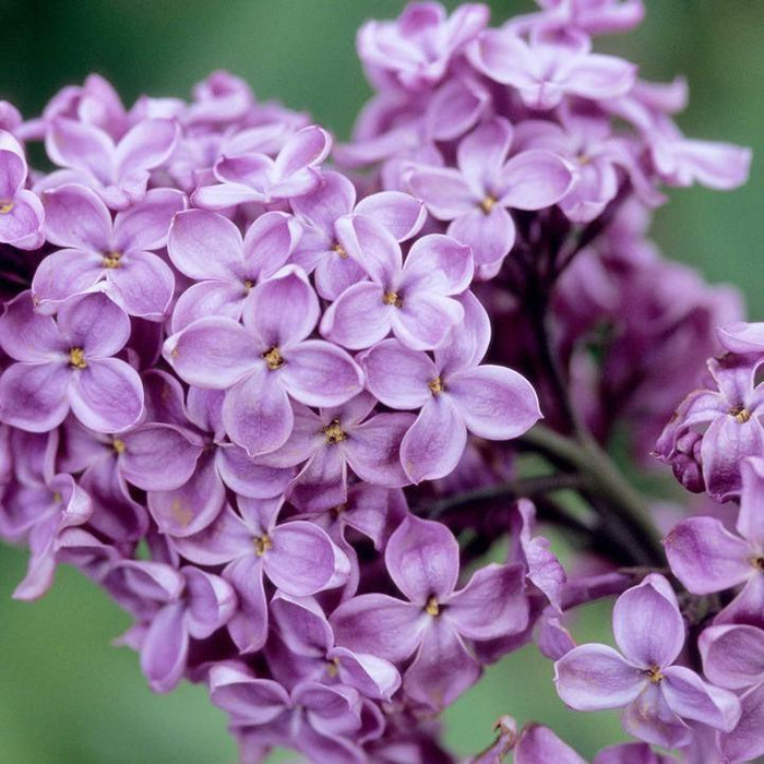 Lilac, Declaration Lilac