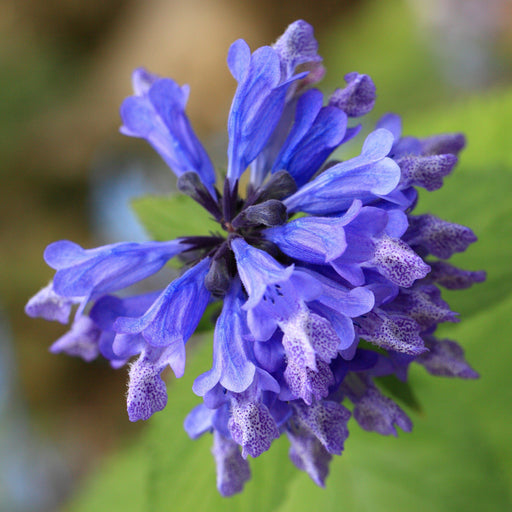 Catmint, Blue Prelude Catmint