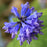 Catmint, Blue Prelude Catmint