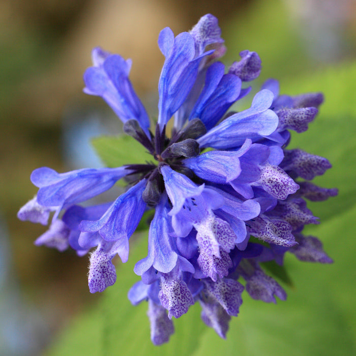 Catmint, Blue Prelude Catmint