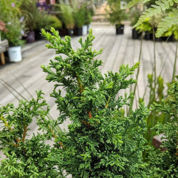 Cedar, Top Point Dwarf White Cedar
