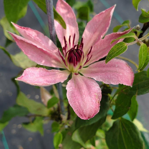 Clematis, Sarah Elizabeth™ Clematis