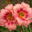 Daylily, Strawberry Candy Daylily