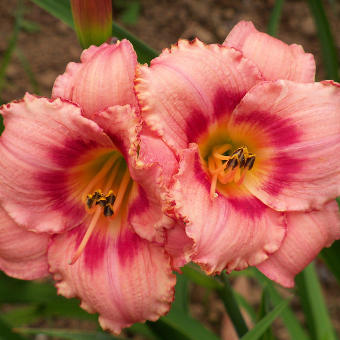 Daylily, Strawberry Candy Daylily