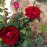 Rose, True Spirit Rose