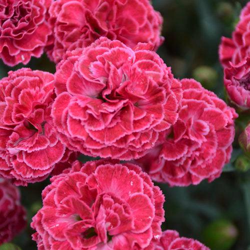 Dianthus, Fruit Punch® Raspberry Ruffles Dianthus