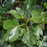 Fig, Italian Everbearing Fig