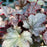 Coral Bells, Plum Pudding Coral Bells