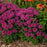 Bee Balm, Pardon My Purple Bee Balm