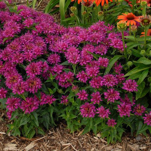 Bee Balm, Pardon My Purple Bee Balm