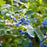 Blueberry, Earliblue Highbush Blueberry