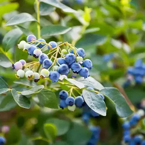 Blueberry, Earliblue Highbush Blueberry