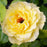 Rose, Sunsprite Floribunda Rose
