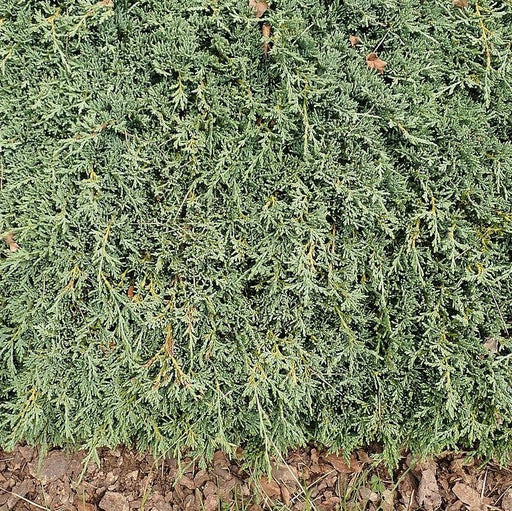Juniper, Icee Blue® Juniper