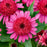 Coneflower, Double Coded® Raspberry Beret Echinacea