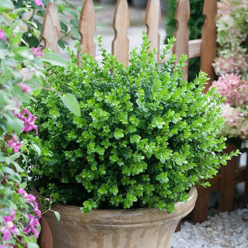 Boxwood, Sprinter® Boxwood