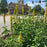 Thermopsis villosa  - Carolina Lupine