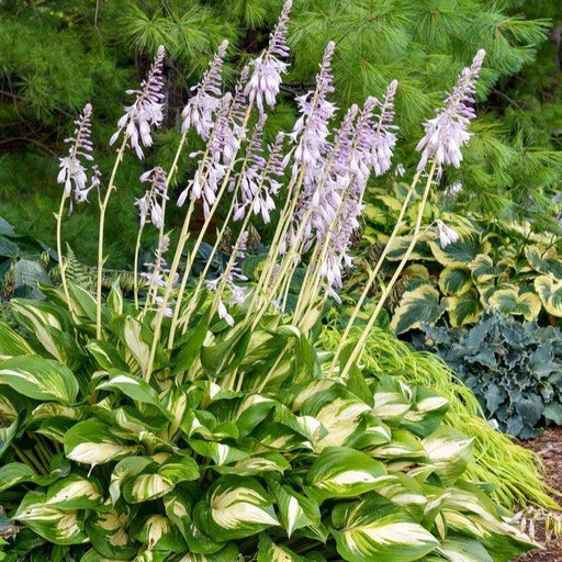 Hosta, PW® Shadowland® Miss America Hosta