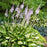Hosta, PW® Shadowland® Miss America Hosta