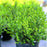Boxwood, Baby Gem Boxwood