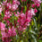 Gaura lindheimeri 'Kleau 04263'  - Belleza™ Dark Pink Gaura